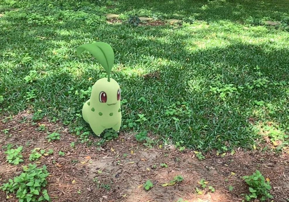 菊草葉