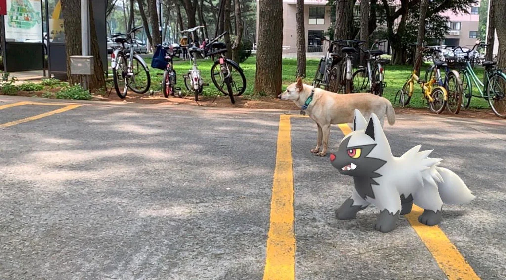 賽狗預備