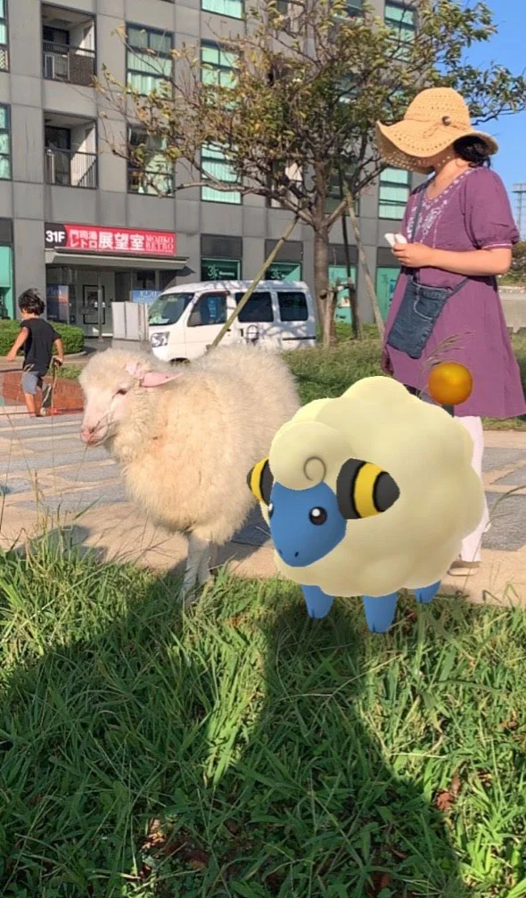 趕羊