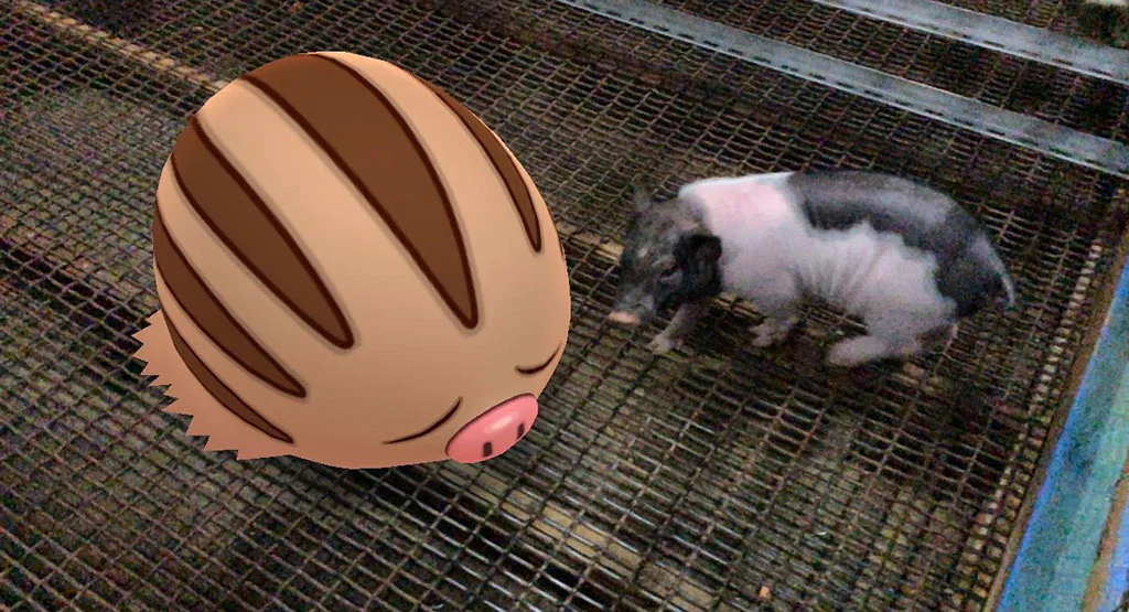 豬豬